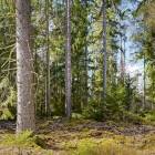 L&auml;genhet rum H&auml;stmahult Tors&aring;s kommun H&auml;stmahult 416