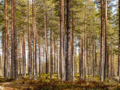 L&auml;genhet rum Bograngen Torsby kommun Skogsinnehav i norra V&auml;rmland, 171 hektar