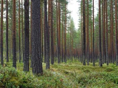 L&auml;genhet rum Sveg H&auml;rjedalens kommun Stor-Sn&ouml;sen